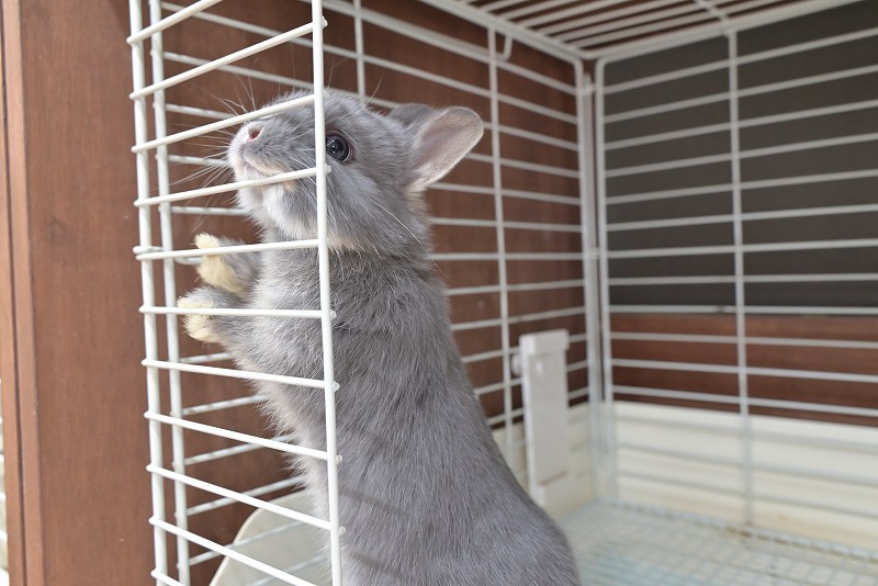 ネザーランドドワーフ No.1513