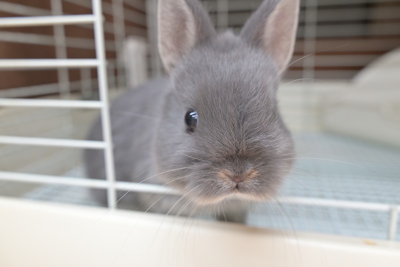 ネザーランドドワーフ No.1513