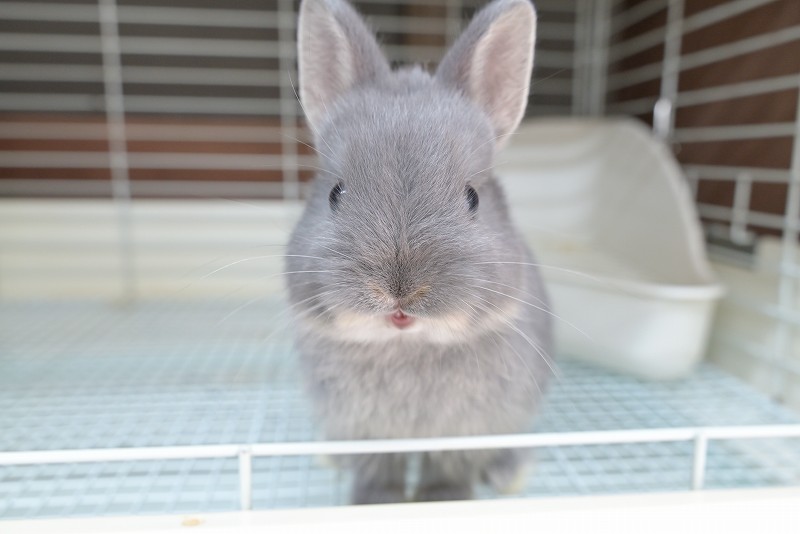 ネザーランドドワーフ No.1513