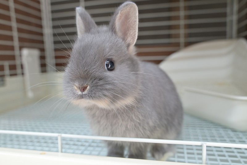 ネザーランドドワーフ No.1513