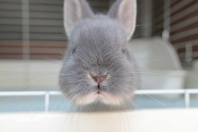 ネザーランドドワーフ No.1513