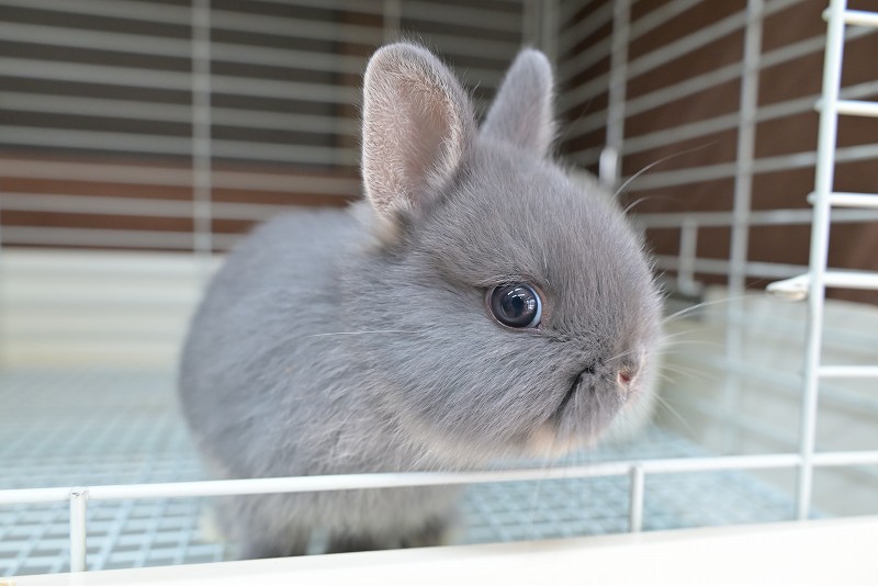 ネザーランドドワーフ No.1513