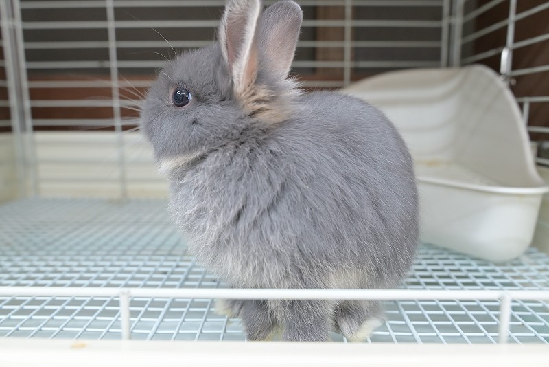 ネザーランドドワーフ No.1513