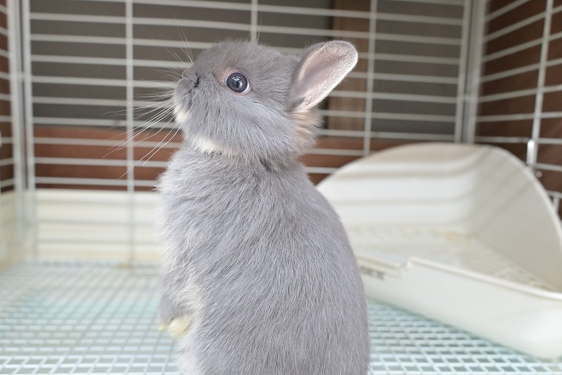 ネザーランドドワーフ No.1513