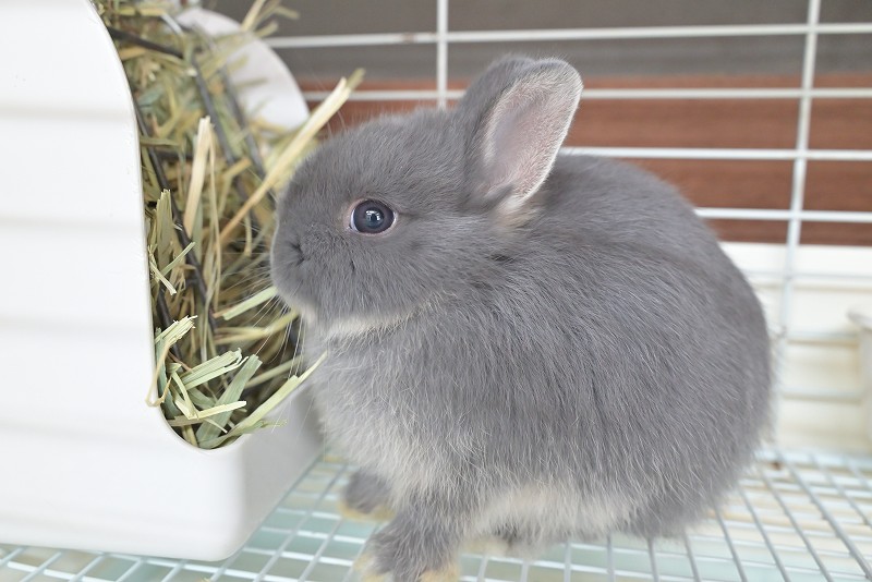 ネザーランドドワーフ No.1513