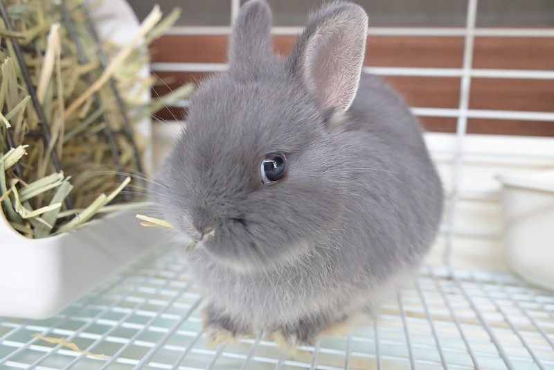 ネザーランドドワーフ No.1513