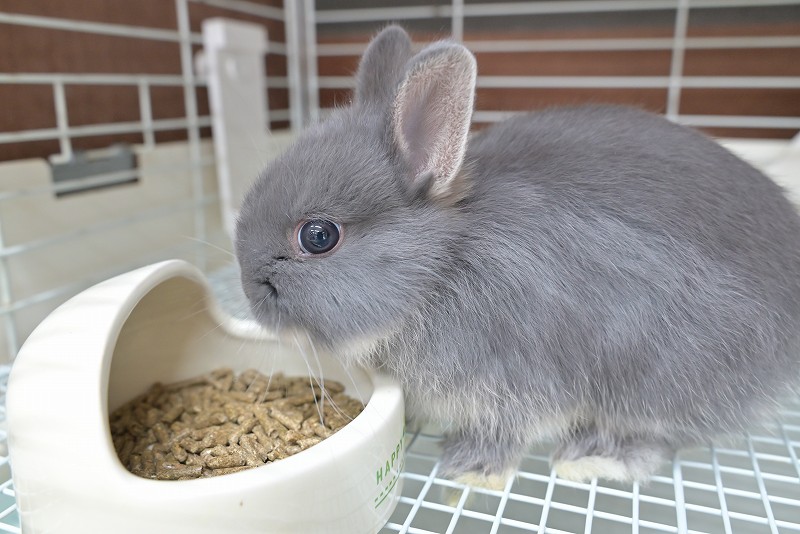 ネザーランドドワーフ No.1513