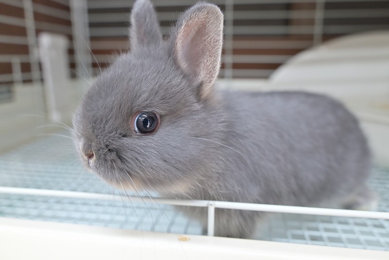 ネザーランドドワーフ No.1513