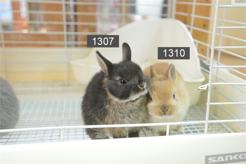 2点セットに変更　ネザーランドドワーフ様 ネザーランドドワーフ 6月29日生まれのひとりっこ