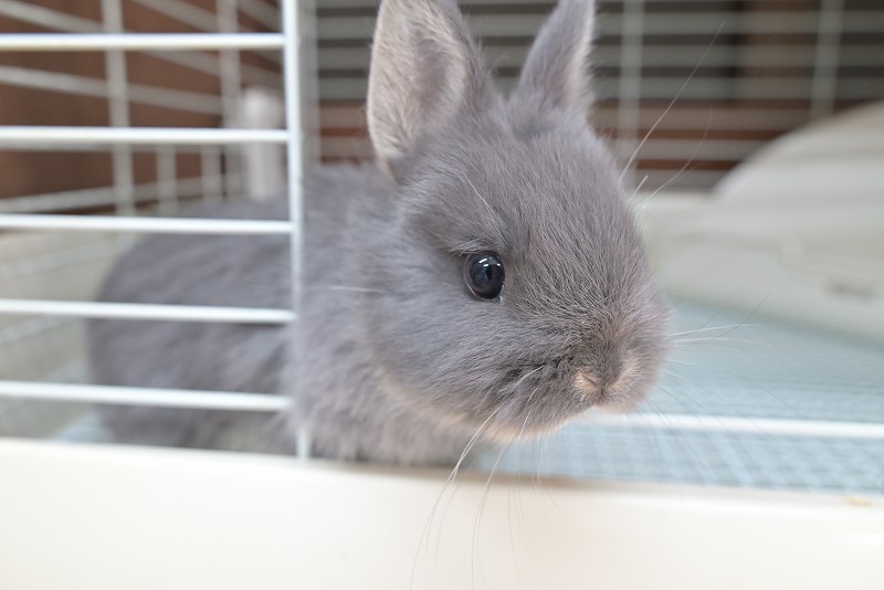 ネザーランドドワーフ No.1515