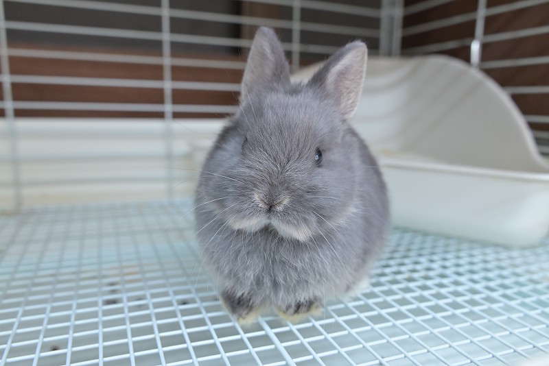 ネザーランドドワーフ No.1515 | うさぎ専門店ラッキーハート- うさぎ