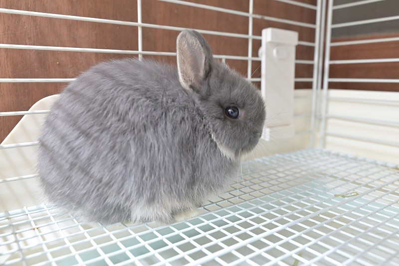 ネザーランドドワーフ No.1515 | うさぎ専門店ラッキーハート- うさぎ
