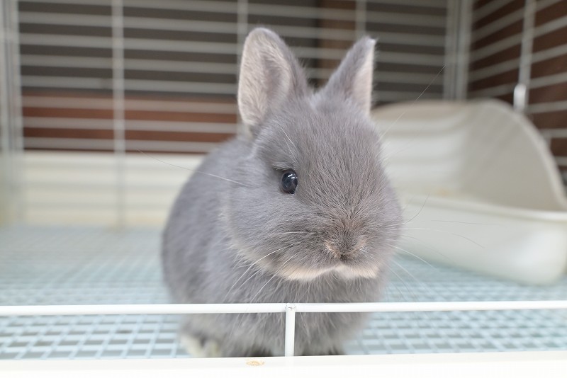 ネザーランドドワーフ No.1515