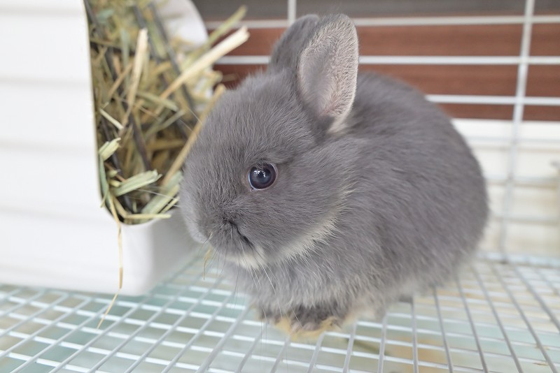 ネザーランドドワーフ No.1515