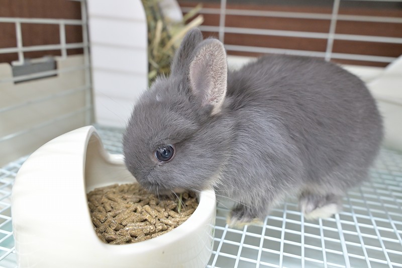 ネザーランドドワーフ No.1515