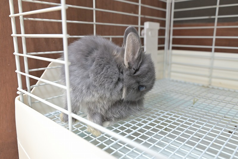 ネザーランドドワーフ No.1515