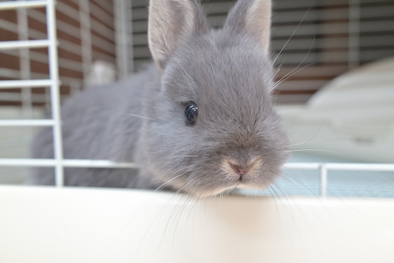 ネザーランドドワーフ No.1515