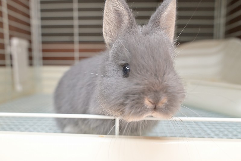 ネザーランドドワーフ No.1515 | うさぎ専門店ラッキーハート- うさぎ