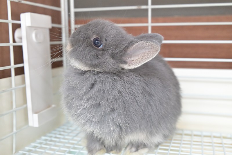 ネザーランドドワーフ No.1515