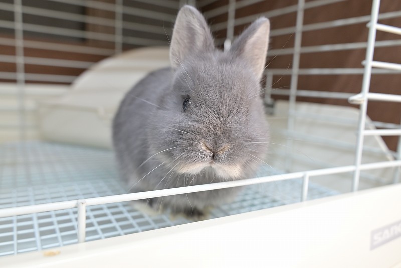 ネザーランドドワーフ No.1515