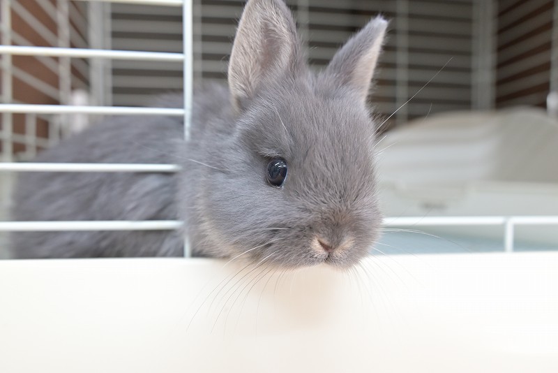 ネザーランドドワーフ No.1515