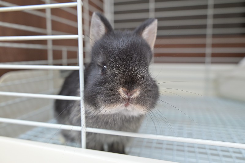 ネザーランドドワーフ No.1516