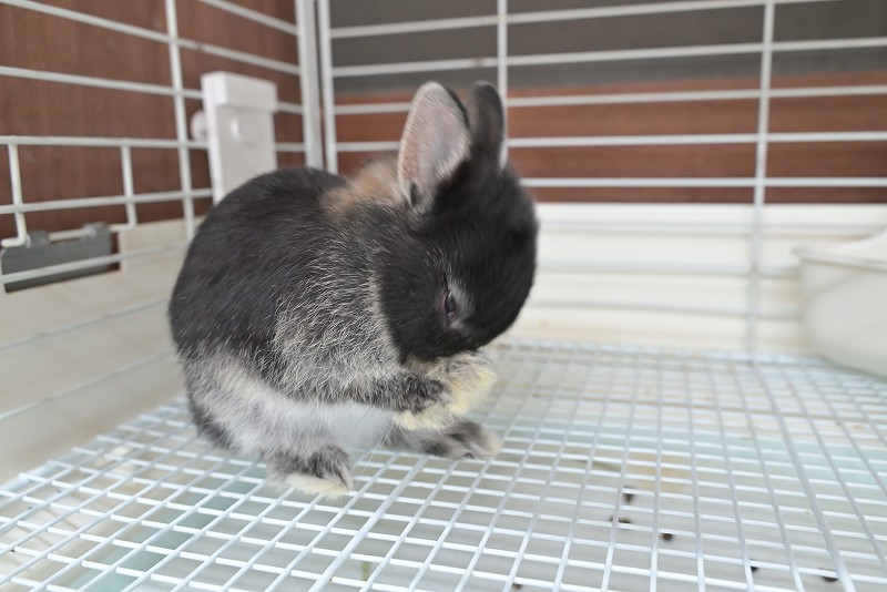 ネザーランドドワーフ No.1516