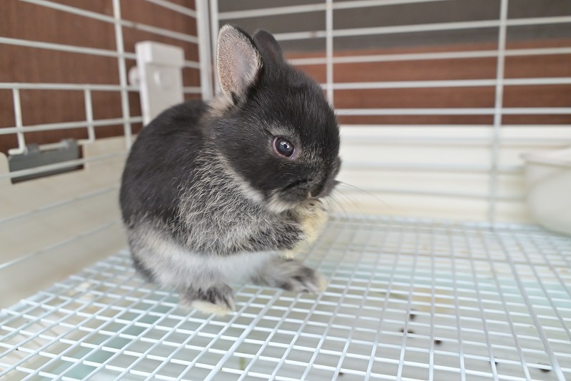 ネザーランドドワーフ No.1516