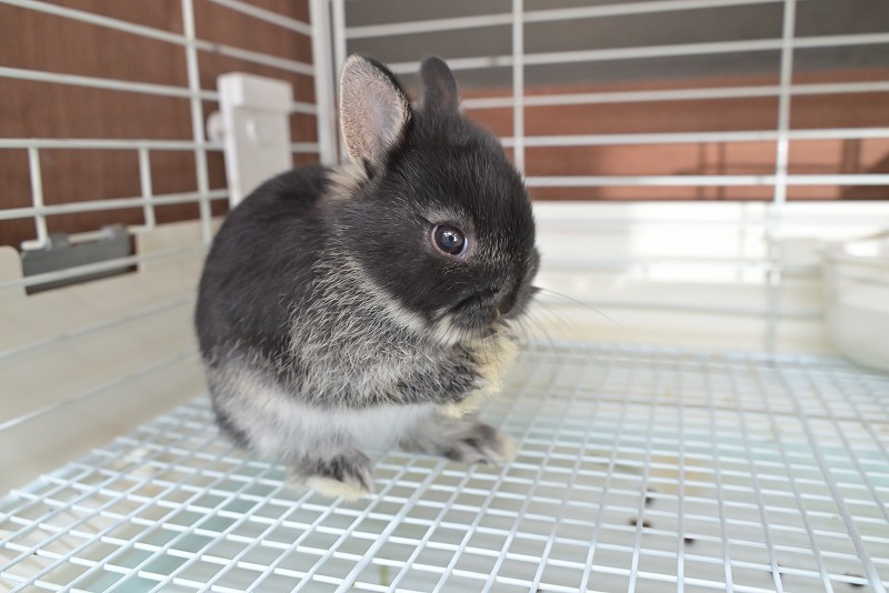 ネザーランドドワーフ No.1516