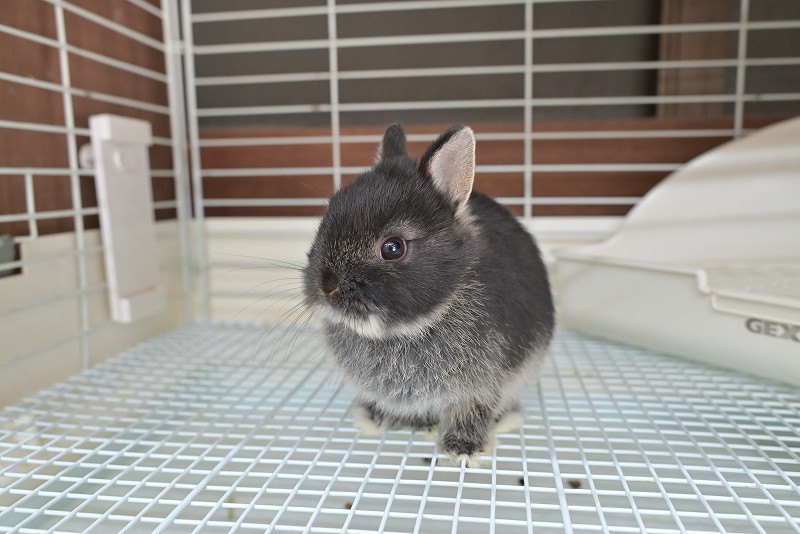 ネザーランドドワーフ No.1516