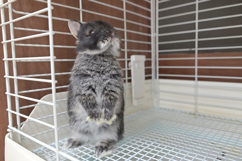 ネザーランドドワーフ No.1516