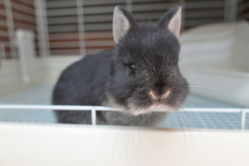 ネザーランドドワーフ No.1516