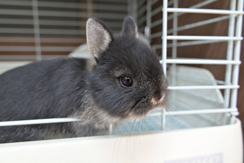 ネザーランドドワーフ No.1516