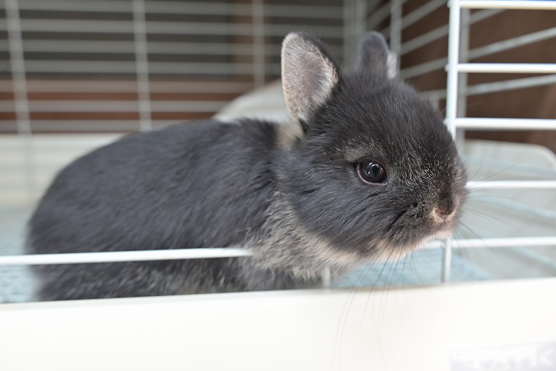 ネザーランドドワーフ No.1516