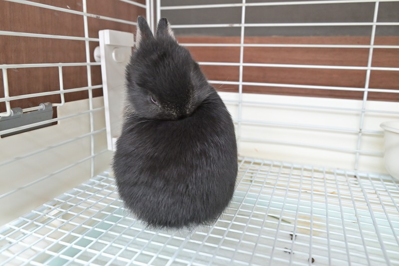 ネザーランドドワーフ No.1516