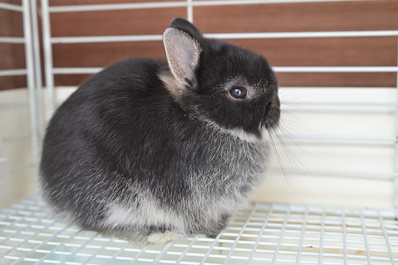 ネザーランドドワーフ No.1516