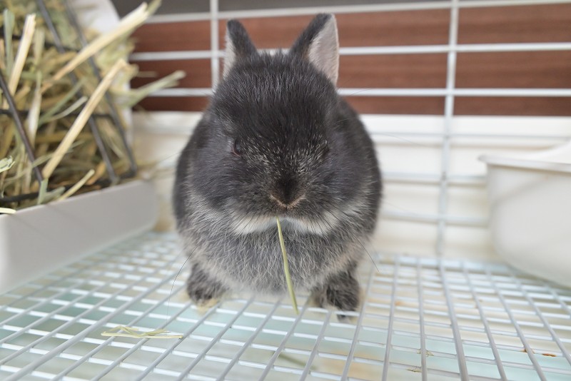 ネザーランドドワーフ No.1516