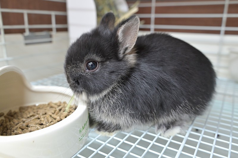 ネザーランドドワーフ No.1516