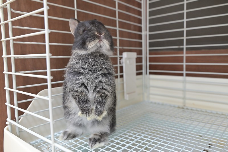 ネザーランドドワーフ No.1516