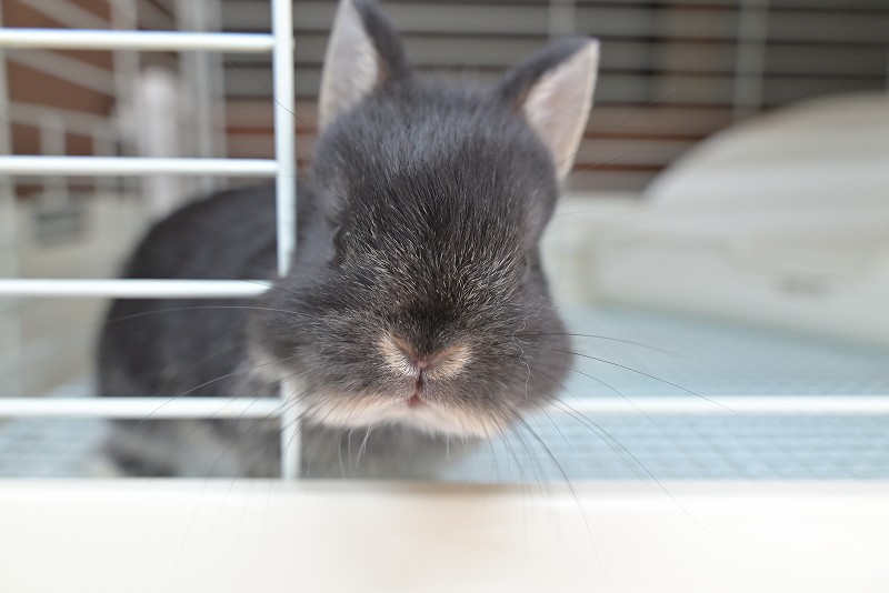 ネザーランドドワーフ No.1516