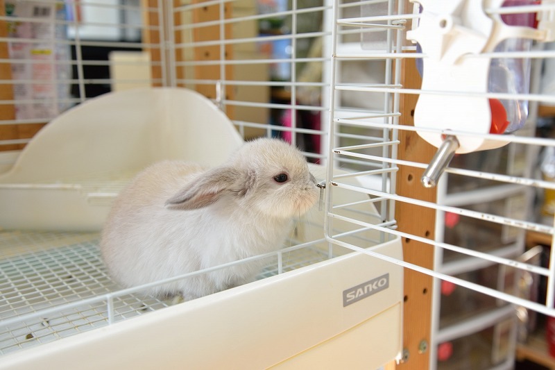 ウサギドロップ maxresdefault.jpg