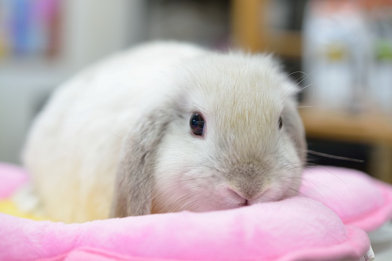 うさぎハート Happy Valentine's Day♡♡ ハートをハグした くまちゃんとうさちゃん