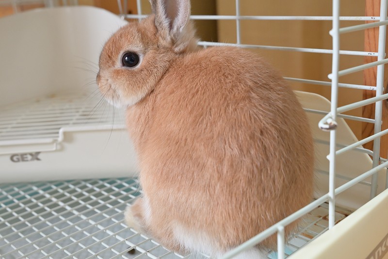 ネザーランドドワーフ