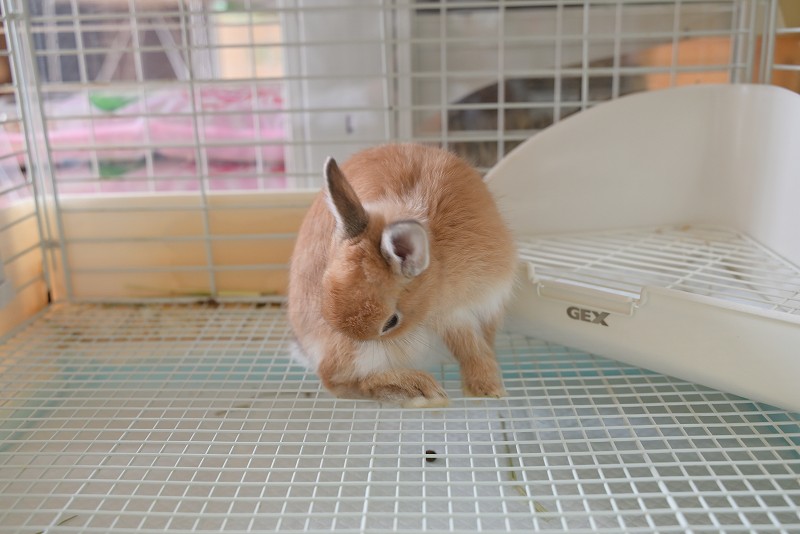 2点セットに変更　ネザーランドドワーフ様 2点セットに変更 ネザーランドドワーフ様