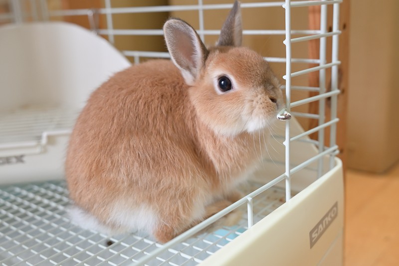 2点セットに変更　ネザーランドドワーフ様 2点セットに変更 ネザーランドドワーフ様 2点セットに変更