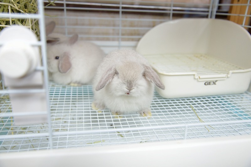 うさぎドロップ　3 中古品 ARBA血統書付き純血うさぎの販売