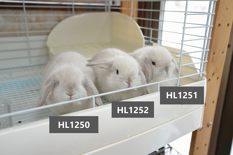ホーランドロップ No.1250 | うさぎ専門店ラッキーハート