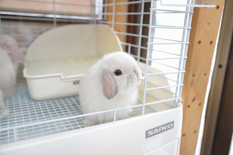 ウサギドロップ maxresdefault.jpg