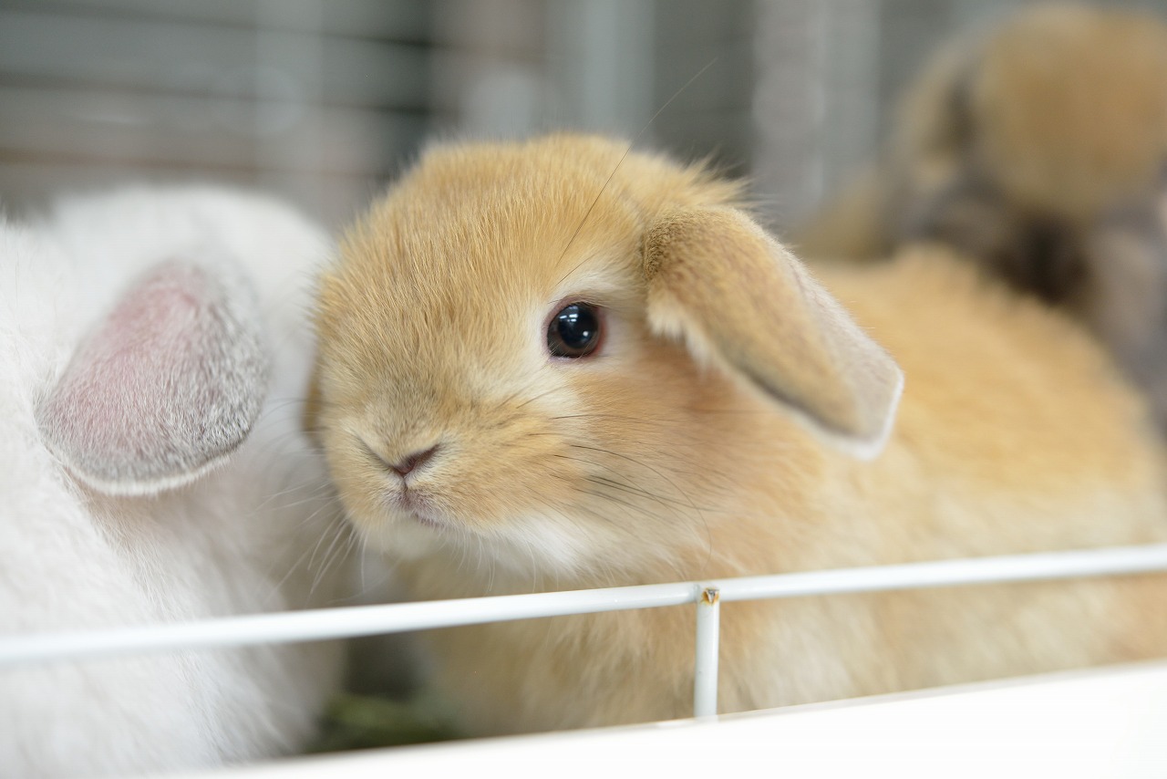 うさぎハート ガラス細工｜ハートうさぎ｜フォーカートグラスワークス