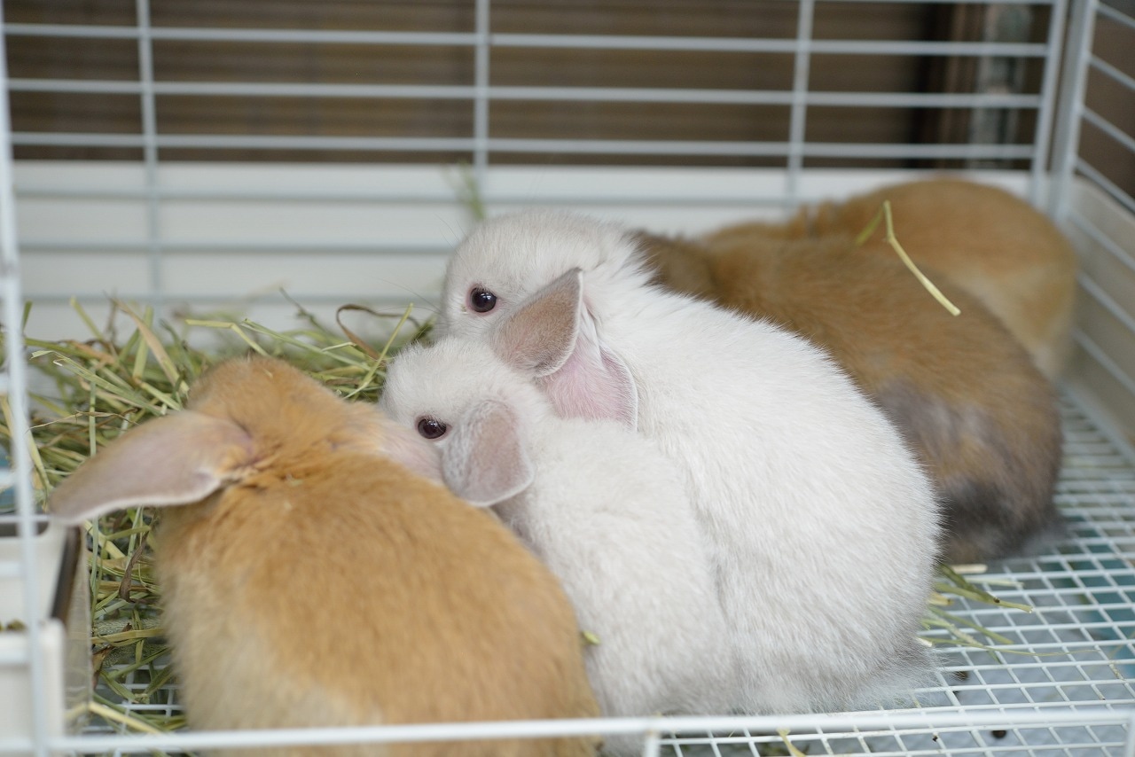 ホーランドロップ No.1132 | うさぎ専門店ラッキーハート- うさぎ専門